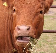 วัวเห็นแก่หญ้า ขี้ข้าเห็นแก่กิน
